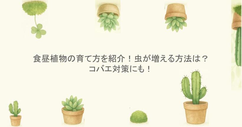 食昼植物の育て方を紹介！虫が増える方法は？コバエ対策にも！